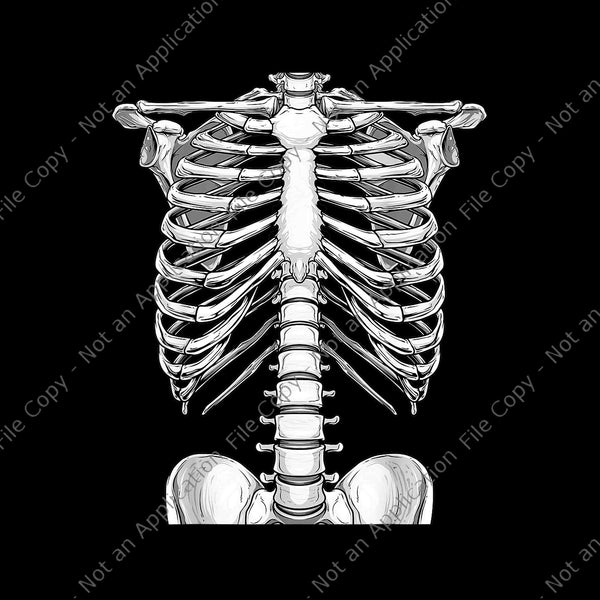 Beautiful Rib Cage Cartoon Skeleton Torso Halloween - Roblox T Shirts Png  PNG Image